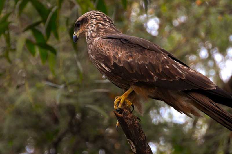 birds nehru zoological park