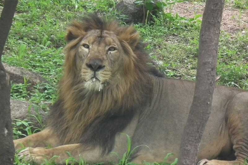 safari ride nehru zoological park