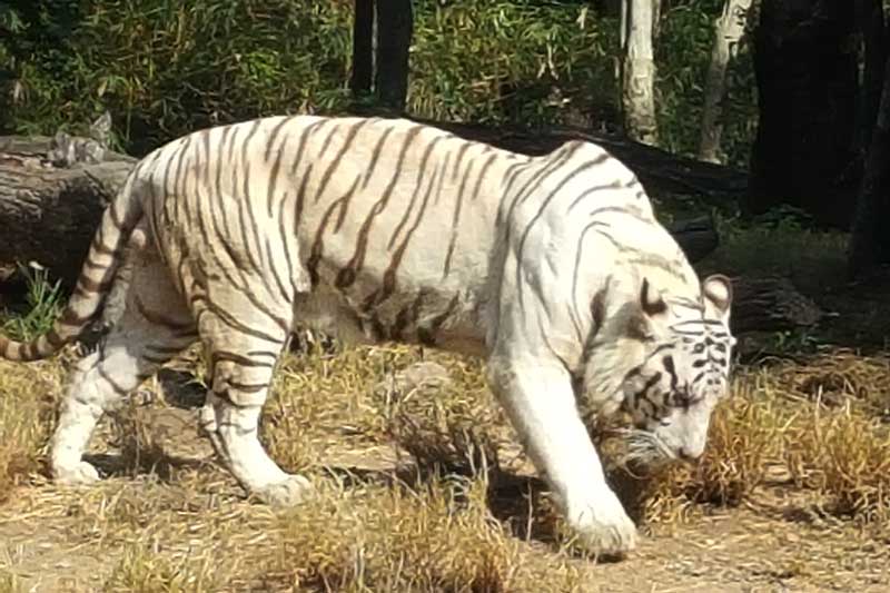 white tigers nehru zoological park